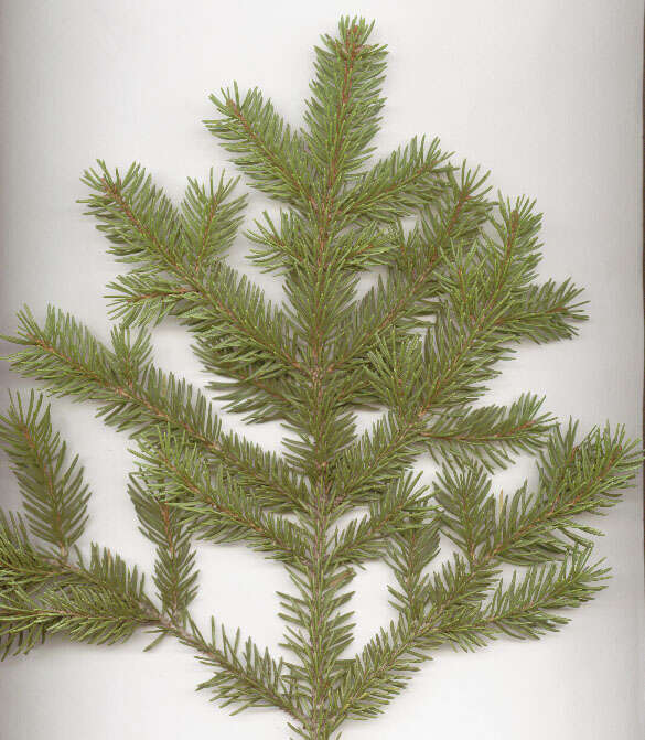 Image of Norway spruce
