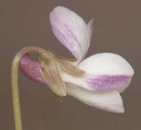 Image of sweet violet