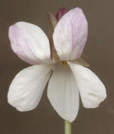 Image of sweet violet