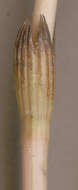 Image of field horsetail