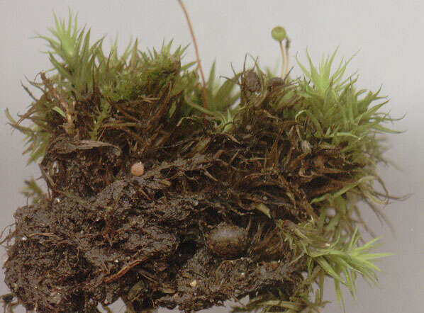 Image of Apple moss