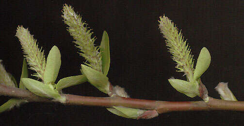 Image of European Violet-Willow