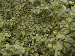 Image of Ulmus minor subsp. angustifolia (Weston) Stace