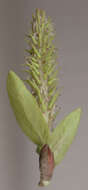 Image of European Violet-Willow