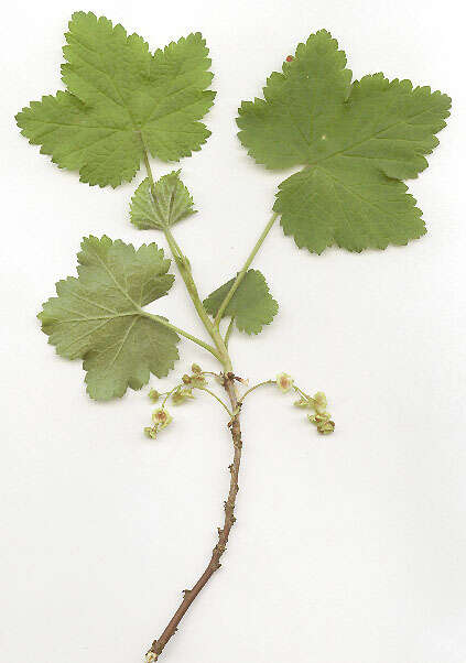 Image of Red Currant