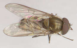 Image of Parasyrphus punctulatus (Verrall 1873)