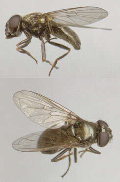 صورة Cheilosia vernalis (Fallen 1817)