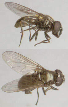 صورة Cheilosia vernalis (Fallen 1817)