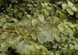 Image de Ulmus minor subsp. angustifolia (Weston) Stace