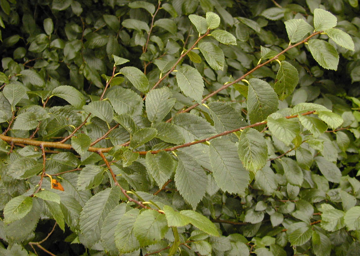 Image of Ulmus minor subsp. angustifolia (Weston) Stace