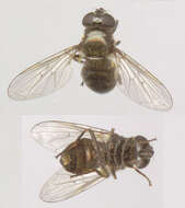 صورة Cheilosia vernalis (Fallen 1817)