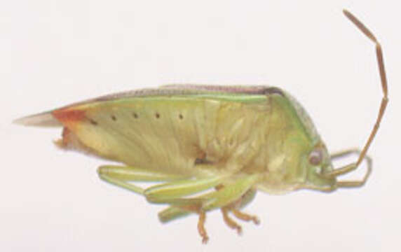 Elasmostethus interstinctus (Linnaeus 1758) resmi