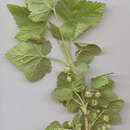 Image of Black Currant