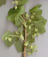 Image of Black Currant