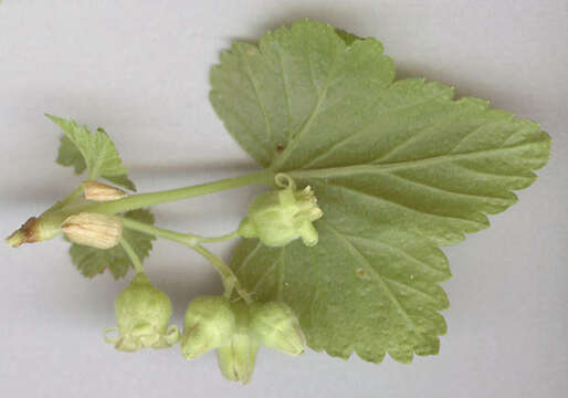 Image of Black Currant