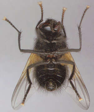 Image of Mesembrina meridiana (Linnaeus 1758)