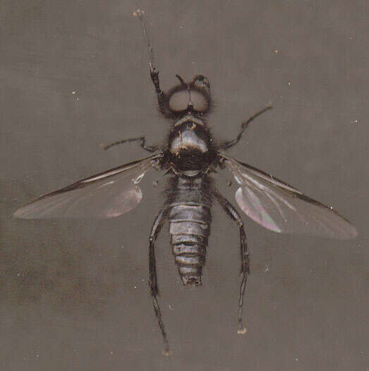 Image of Bibio marci (Linnaeus 1758)