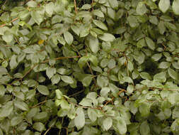 Image de Ulmus minor subsp. angustifolia (Weston) Stace