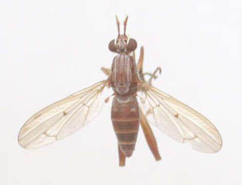 Image of Sepedon spinipes (Scopoli 1763)