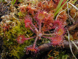 Imagem de Drosera rotundifolia L.