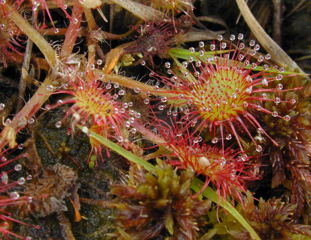 Imagem de Drosera rotundifolia L.