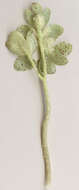 Image of Puccinia albescens Grev. 1889