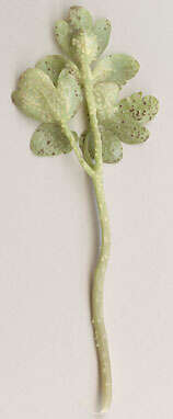 Imagem de Puccinia albescens Grev. 1889