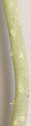 Image of Puccinia albescens Grev. 1889