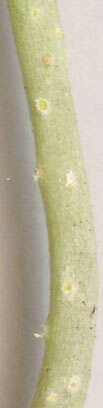 Imagem de Puccinia albescens Grev. 1889