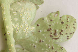 Puccinia albescens Grev. 1889的圖片