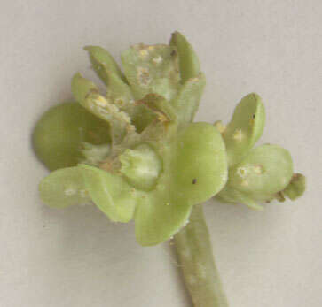 Puccinia albescens Grev. 1889的圖片