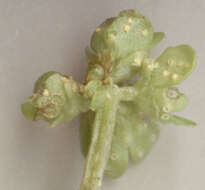 Puccinia albescens Grev. 1889的圖片