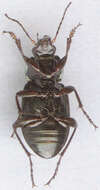 Image of Poecilus (Poecilus) cupreus (Linnaeus 1758)