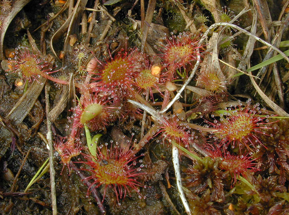 Imagem de Drosera rotundifolia L.