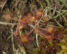 Imagem de Drosera rotundifolia L.