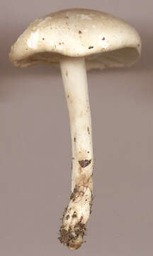 Calocybe resmi