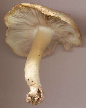 Calocybe resmi