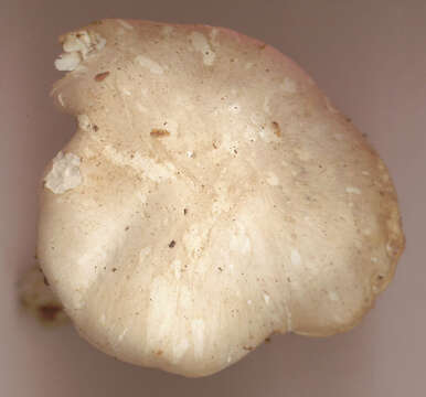 Calocybe resmi