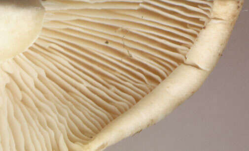 Image of Calocybe