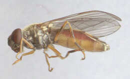 Image of Platycheirus clypeatus (Meigen 1822)