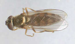 Image of Platycheirus clypeatus (Meigen 1822)