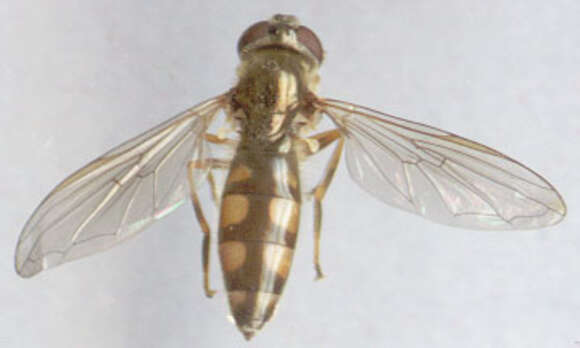 Image of Platycheirus clypeatus (Meigen 1822)