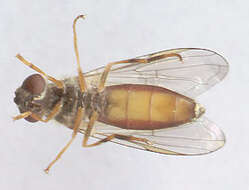 Image of Platycheirus clypeatus (Meigen 1822)