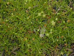 Image of birdeye pearlwort