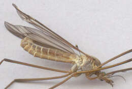 Image of Tipula (Lunatipula) vernalis Meigen 1804