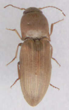 Image of Lined Click Beetle