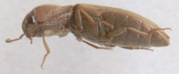 Image of Lined Click Beetle