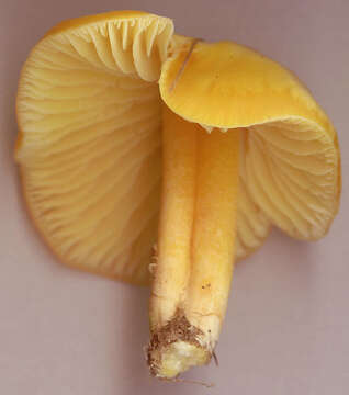 Hygrocybe chlorophana (Fr.) Wünsche 1877 resmi