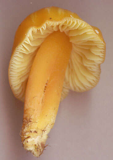 Hygrocybe chlorophana (Fr.) Wünsche 1877 resmi