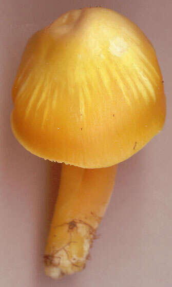 Hygrocybe chlorophana (Fr.) Wünsche 1877 resmi